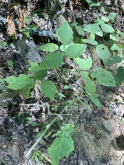 Desmodium perplexum