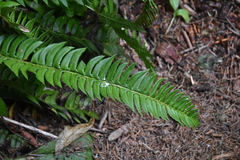 Polystichum lonchitis