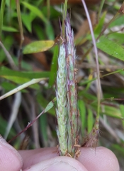 Ischaemum koleostachys