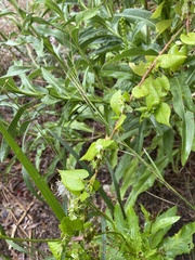 Fallopia convolvulus