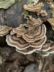 Trametes versicolor