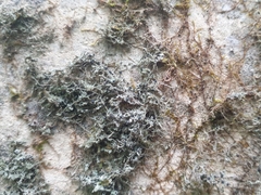 Bilimbia sabuletorum