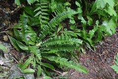 Polystichum lonchitis