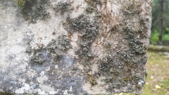 Bilimbia sabuletorum