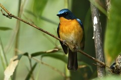 Cyornis whitei