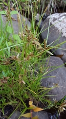 Cyperus flavidus