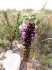 Muraltia satureioides