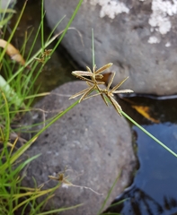 Cyperus flavidus