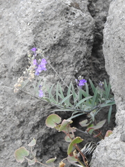 Linaria