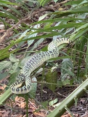 Tropidolaemus wagleri