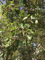 Pyrus communis