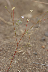 Gilia sinuata