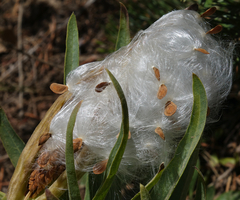 Asclepias asperula