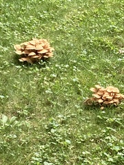 Desarmillaria tabescens