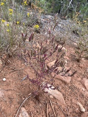 Cordylanthus parviflorus