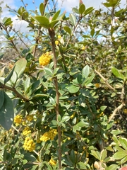 Berberis valdiviana