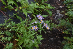 Eucephalus engelmannii