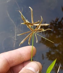 Cyperus flavidus