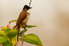 Pycnonotus xanthorrhous