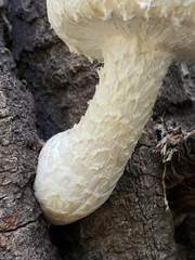 Hemipholiota populnea