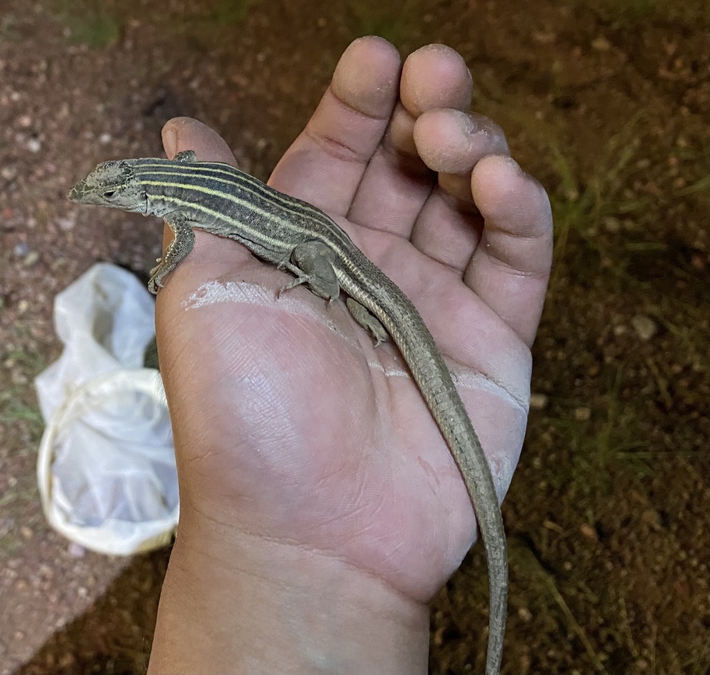 Whiptail Shell Northern Whiptails from I-19 N, 绿谷, AZ, US on September 12, 2022 at 12: ...