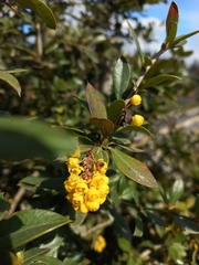 Berberis valdiviana