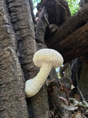 Hemipholiota populnea