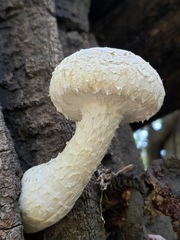 Hemipholiota populnea