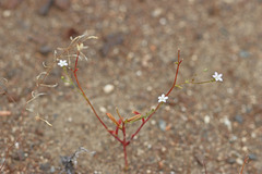 Gilia sinuata