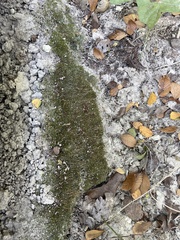 Cladonia peziziformis