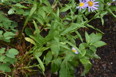 Eucephalus engelmannii