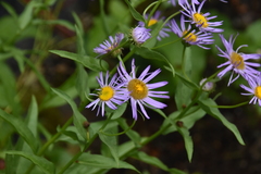 Eucephalus engelmannii