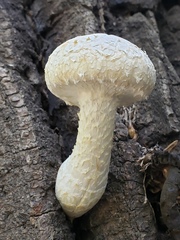 Hemipholiota populnea