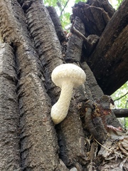 Hemipholiota populnea