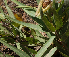 Asclepias asperula