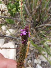 Muraltia satureioides