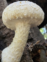 Hemipholiota populnea