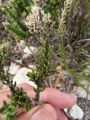 Muraltia satureioides