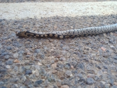 Zamenis scalaris