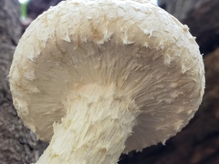 Hemipholiota populnea