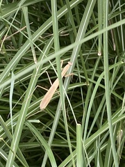 Tenodera angustipennis