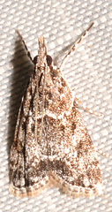 Eudonia heterosalis