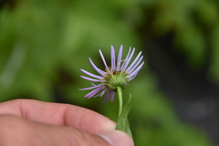 Eucephalus engelmannii