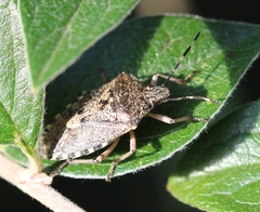 Rhaphigaster nebulosa