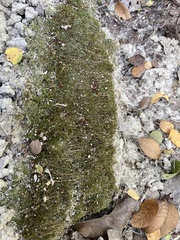Cladonia peziziformis