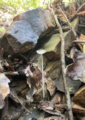 Lanatulae