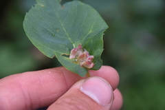 Blaesodiplosis