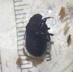Chlorochroa