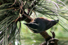 Sitta canadensis