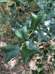 Ilex cornuta